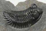 Coltraneia Trilobite Fossil - Huge Faceted Eyes #216510-3